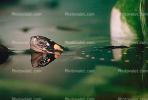 Spotted Turtle, (Clemmys guttata), Emydidae, Emydinae, Freshwater, ARTV01P06_09.1713