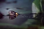 Spotted Turtle, (Clemmys guttata), Emydidae, Emydinae, Freshwater, ARTV01P06_09