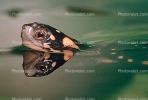 Spotted Turtle, (Clemmys guttata), Emydidae, Emydinae, Freshwater, ARTV01P06_09B.1713