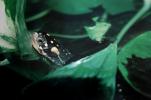 Spotted Turtle, (Clemmys guttata), Emydidae, Emydinae, Freshwater, ARTV01P06_11