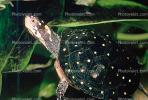 Spotted Turtle, (Clemmys guttata), Emydidae, Emydinae, Freshwater, ARTV01P06_12.1713