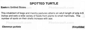 Spotted Turtle, (Clemmys guttata), Emydidae, Emydinae, Freshwater, ARTV01P06_13