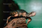 Spotted Turtle, (Clemmys guttata), Emydidae, Emydinae, Freshwater, ARTV01P06_14.1713