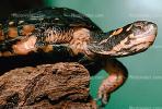 Spotted Turtle, (Clemmys guttata), Emydidae, Emydinae, Freshwater, ARTV01P06_14B.1713