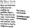 Fly River Turtle, (Carettochelys insculpta), Cryptodira, Trionychoidea, Carettochelyidae, freshwater, ARTV01P06_19