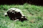 Aldabra Giant Tortoise, (Aldabrachelys gigantea), Testudinidae, Cryptodira, Testudinoidea, ARTV01P07_09