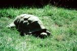 Aldabra Giant Tortoise, (Aldabrachelys gigantea), Testudinidae, Cryptodira, Testudinoidea, ARTV01P07_10