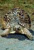 Tortoise, ARTV01P07_13B.1713