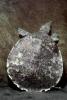 Spiney Softshell Turtle, (Apalone spiniferus), Trionychidae, ARTV01P07_15