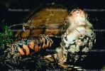 Box Turtle, (Terrapene carolina), Emydidae, ARTV01P07_17.1713