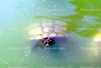 Stow Lake, Turtle, Terrapin, ARTV01P08_12