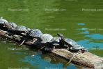 Stow Lake, Turtle, Terrapin