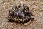 Razor-Backed Musk Turtle, (Sternotherus carinatus), Kinosternidae, ARTV01P09_06