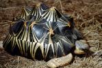 Razor-Backed Musk Turtle, (Sternotherus carinatus), Kinosternidae, ARTV01P09_08