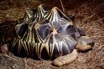 Razor-Backed Musk Turtle, (Sternotherus carinatus), Kinosternidae, ARTV01P09_09