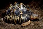 Razor-Backed Musk Turtle, (Sternotherus carinatus), Kinosternidae, ARTV01P09_10