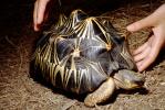 Razor-Backed Musk Turtle, (Sternotherus carinatus), Kinosternidae, ARTV01P09_11
