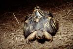 Razor-Backed Musk Turtle, (Sternotherus carinatus), Kinosternidae, ARTV01P09_12