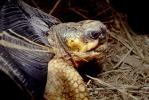 Razor-Backed Musk Turtle, (Sternotherus carinatus), Kinosternidae, ARTV01P09_14