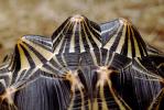 Razor-Backed Musk Turtle, (Sternotherus carinatus), Kinosternidae, ARTV01P09_15