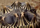 Razor-Backed Musk Turtle, (Sternotherus carinatus), Kinosternidae, ARTV01P09_17