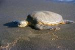 Olive Ridley Sea Turtle, (Lepidochelys olivacea), Cheloniidae, ARTV01P10_10