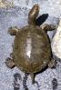 Turtle, Terrapin
