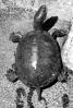 Turtle, Terrapin, ARTV01P11_03BW