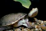 New Guinea Side Neck Turtle, (Chelodina siebenrocki), Pleurodira, Chelidae, ARTV01P11_11