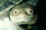 smiles, face, smiling, eyes, New Guinea Side Neck Turtle, (Chelodina siebenrocki), Pleurodira, Chelidae, funny face, ARTV01P11_13