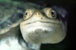 funny face, eyes, New Guinea Side Neck Turtle, (Chelodina siebenrocki), Pleurodira, Chelidae, funny face, smile, eyes, ARTV01P11_14