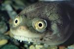 funny face, eyes, New Guinea Side Neck Turtle, (Chelodina siebenrocki), Pleurodira, Chelidae, funny face, smile, eyes, ARTV01P11_16