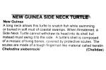 New Guinea Side Neck Turtle, (Chelodina siebenrocki), Pleurodira, Chelidae, ARTV01P11_19