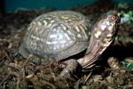 Box Turtle, (Terrapene carolina), Emydidae, ARTV01P12_01