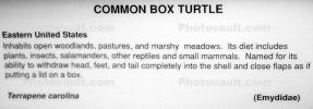 Common Box Turtle, Emydidae, ARTV01P12_07