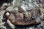 (Leopard Tortoise), (Geochelone pardalis)