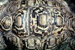 (Leopard Tortoise), (Geochelone pardalis), ARTV01P13_03