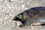 Spiney Softshell Turtle, (Apalone spiniferus), Trionychidae, ARTV01P13_06