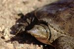Spiney Softshell Turtle, (Apalone spiniferus), Trionychidae
