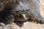 Spiney Softshell Turtle, (Apalone spiniferus), Trionychidae, ARTV01P13_08