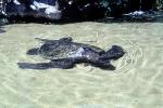 Green Sea Turtle, (Chelonia mydas), Cheloniidae , ARTV01P13_13