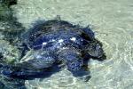 Olive Ridley Sea Turtle, (Lepidochelys olivacea), Cheloniidae, ARTV01P13_17