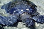 Olive Ridley Sea Turtle, (Lepidochelys olivacea), Cheloniidae, ARTV01P13_18
