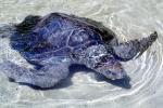 Olive Ridley Sea Turtle, (Lepidochelys olivacea), Cheloniidae, ARTV01P14_02