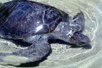 Olive Ridley Sea Turtle, (Lepidochelys olivacea), Cheloniidae, ARTV01P14_03