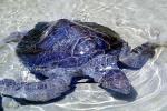 Olive Ridley Sea Turtle, (Lepidochelys olivacea), Cheloniidae, ARTV01P14_04