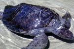 Olive Ridley Sea Turtle, (Lepidochelys olivacea), Cheloniidae, ARTV01P14_05