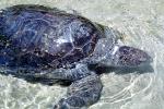 Olive Ridley Sea Turtle, (Lepidochelys olivacea), Cheloniidae, ARTV01P14_06