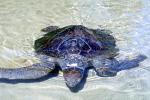 Olive Ridley Sea Turtle, (Lepidochelys olivacea), Cheloniidae, ARTV01P14_08