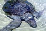 Olive Ridley Sea Turtle, (Lepidochelys olivacea), Cheloniidae, ARTV01P14_09